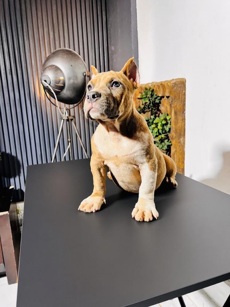 Lizzy - Female Pocket Bully